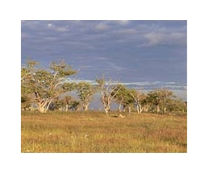 etosha-national-park-namibia-tree-grassland-lg.jpg